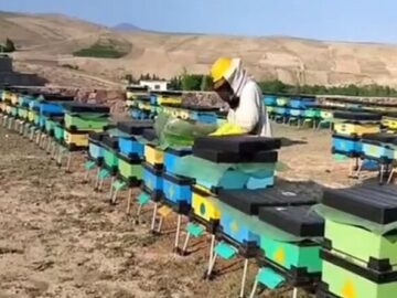 خرید و توزیع کندوی مدرن بین زنبورداران استان بوشهر