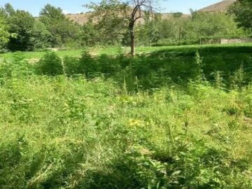 کشف مزرعه کشت غیرمجاز شاهدانه در شوراب صغیر