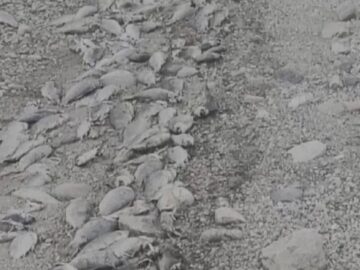 کاهش دبی آب و افزایش بار موادآلی علت مرگ‌ومیر ماهیان سد شهید کاظمی سقز