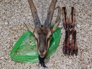تعقیب شکارچیان متخلف در دهگلان به کشف لاشه کل وحشی انجامید