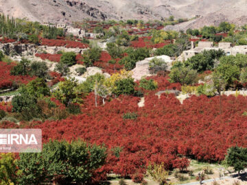 رشد ۲۱ درصدی بهره‌برداران کشاورزی در خراسان جنوبی/ اراضی باغی استان ۴۹ درصد افزایش یافت