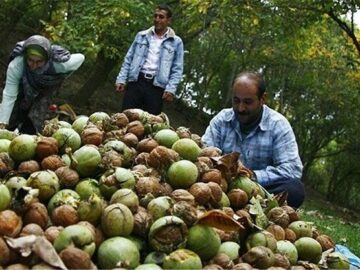 پیش‌بینی برداشت ۴۲۰۰ تن گردو در سلسله/ «کهمان» قطب اصلی تولید