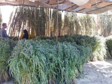 برداشت گیاه بادرشبو از سطح ۲۵۰ هکتار از مزارع آذربایجان‌غربی آغاز شد