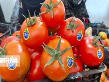 ۹۰ درصد مزارع گوجه فرنگی در آذربایجان غربی با نوار تیپ آبیاری می‌شود