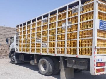 ۶ تن مرغ زنده قاچاق در زنجان کشف و ضبط شد