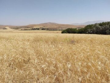 ۳۸۴ هزار تن گندم از کشاورزان کردستان توسط تعاون روستایی خریداری شد