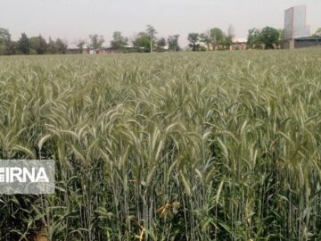 کشت تریتیکاله؛ گام مؤثر گیلان در توسعه کشاورزی کم‌آب‌بر است