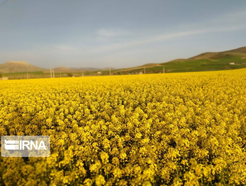 ۳۶۰۰ هکتار از اراضی کردستان زیر کشت دانه‌های روغنی