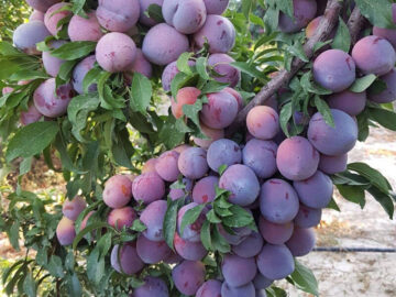 آغاز برداشت آلو از سطح باغات آذربایجان غربی 