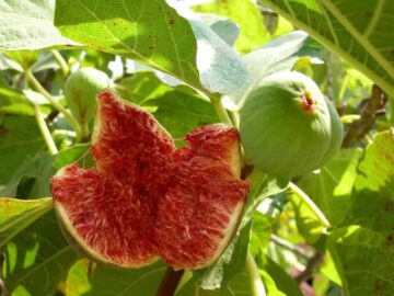 رتبه نخست آذربایجان شرقی در تولید انجیر به منطقه آزاد ارس رسید