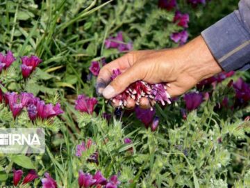 پنج هزار هکتار از اراضی شهرستان دلگان زیر کشت گیاهان دارویی رفت