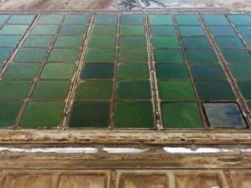 بوشهر پایلوت ملی اجرای طرح کنترل بیماری‌های میگو پرورشی شد