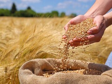 ۲۷ هزار تُن بذر گندم در آذربایجان‌غربی خریداری شد