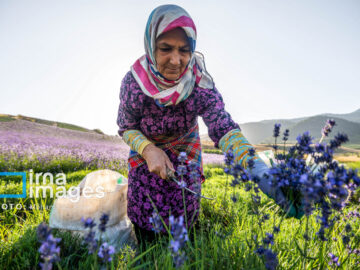دلالان، برنده اصلی بازار گیاهان دارویی خراسان شمالی