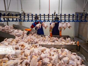قیمت گوشت سفید تحت تاثیر گرمای هوا؛ نرخ مرغ در مازندران کاهش می‌یابد