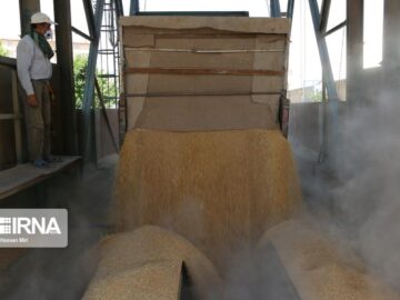 ۴۱ درصد مطالبات گندمکاران خراسان رضوی پرداخت شد