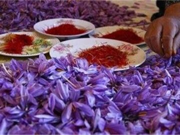 زعفران در خراسان رضوی/ از رشد ۴۵ درصدی صادرات تا توقف برنامه های توسعه