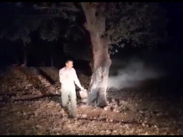 فیلم | نجات بلوط کهنسال در منطقه حفاظت شده هلن چهارمحال و بختیاری