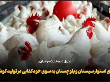 فیلم| گام‌های استوار سیستان و بلوچستان به سوی خودکفایی در تولید گوشت مرغ
