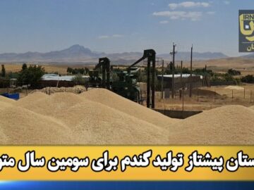 فیلم | کردستان پیشتاز تولید گندم برای سومین سال متوالی