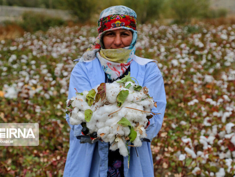 احیای کشاورزی شرق مازندران با تولید طلای سفید