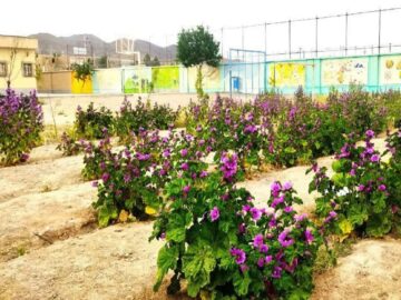 باغچه‌ای سبز از سنگلاخ سخت + فیلم