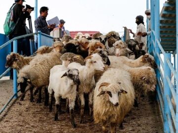 ظرفیت‌های مرزی جنوب شرق کشور؛ سراوان مسیری مطمئن برای تجارت دام