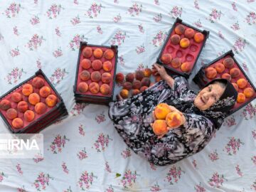 برداشت هلو از باغات آذربایجان‌غربی آغاز شد