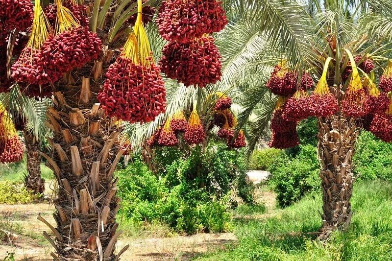 خرما؛ ثروت ناب سیستان و بلوچستان در برابر چالش‌های اقلیمی