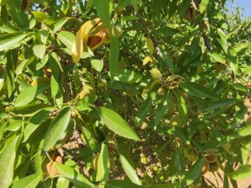 عطر بادام در باغات چهارمحال وبختیاری پیچید؛ آغاز برداشت محصول