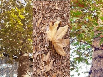 بررسی مشکل خشک شدن برخی درختان ارومیه در دستور کار استانداری آذربایجان‌غربی