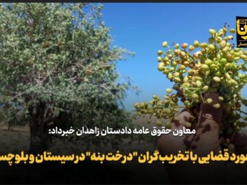 فیلم| برخورد قضایی با تخریب‌گران درخت «بنه» در سیستان و بلوچستان
