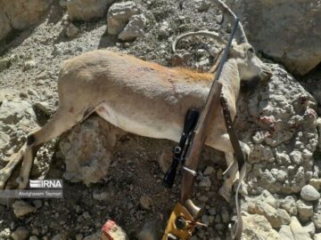 ۱۹ شکارچی متخلف در مازندران دستگیر شدند