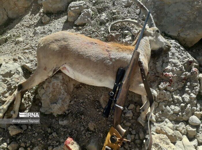 ۱۹ شکارچی متخلف در مازندران دستگیر شدند