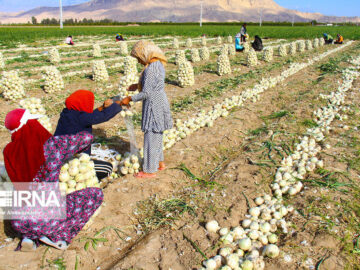۱۰ هزار مادر سه فرزندی روستایی در خراسان شمالی زیر چتر بیمه اجتماعی