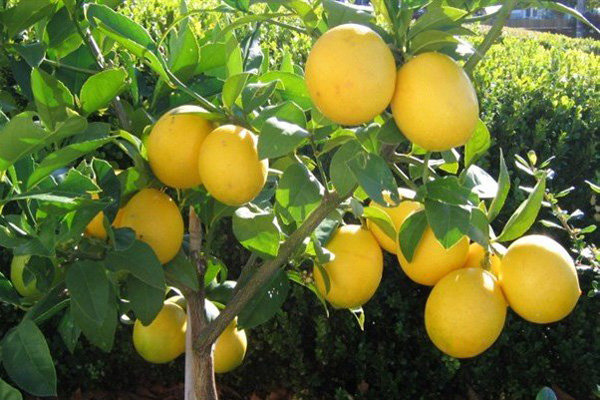 راز سلامتی در قطره‌های ترش لیمو!