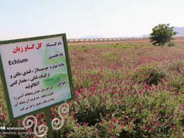 راه‌اندازی هنرستان گیاهان دارویی با همکاری جهاد دانشگاهی