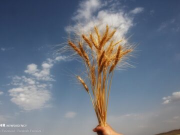 خرید گندم در فاروج ۷۵ درصد کاهش یافت