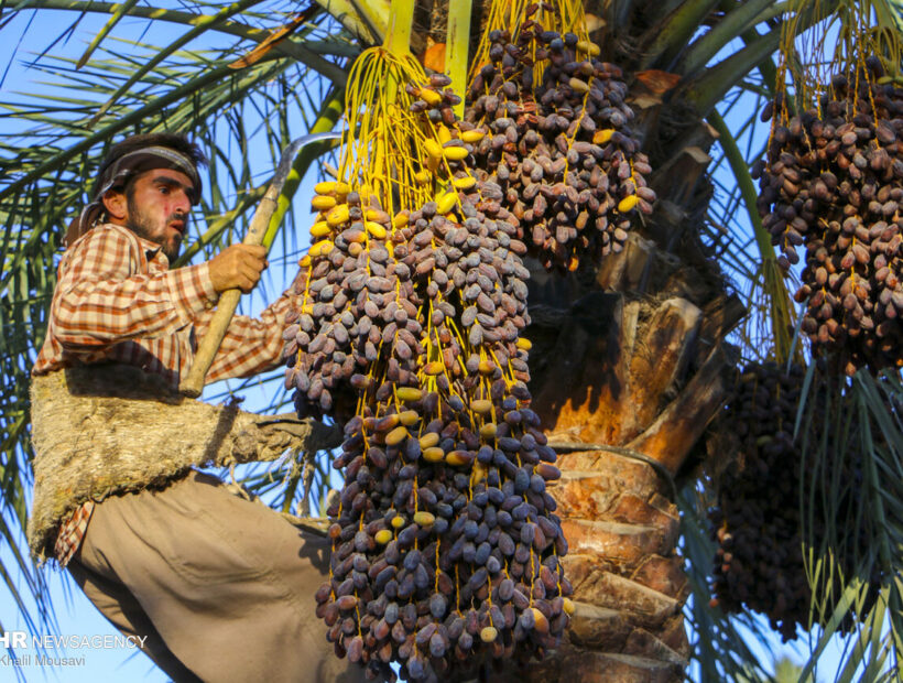 جشنواره ملی خرما در شهرستان شادگان برگزار می‌شود
