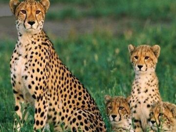 تلاش‌ها برای حفاظت از یوز ایرانی به کجا رسید؟