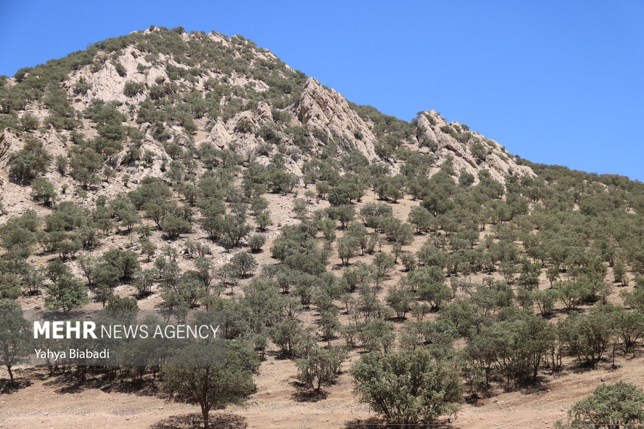 جنگلبانی با دستان خالی؛ زاگرس در آتش بی‌توجهی می‌سوزد