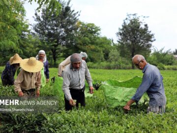 خرید ۱۶ هزار تن برگ سبز چای از بهره برداران رودسر