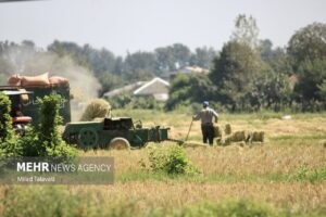 نخستین برداشت مکانیزه برنج در آستارا