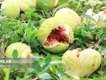 پیش‌بینی برداشت ۴۰۰ تن انجیر در استان ایلام