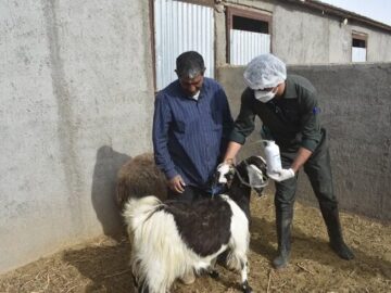 واکسیناسیون بروسلوز دام‌ها در ۱۳۴ روستای منطقه بلوچستان