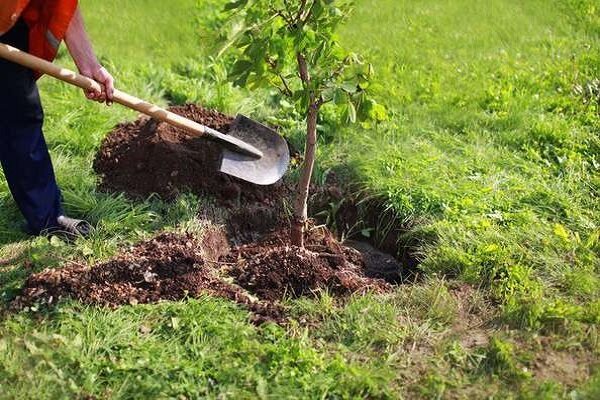 مسجد باید پیشگام و منادی حفظ «محیط زیست» باشد؛راهکارهای عملی برای اجرا