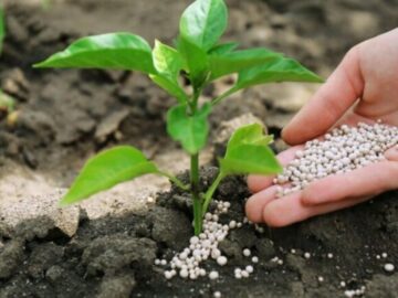 تأمین ۵۱ هزار تن کود یارانه‌ای در استان گلستان