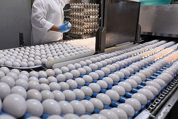 کشتار مرغ‌های تخم‌گذار نتیجه بی‌برنامگی متولیان دولتی
