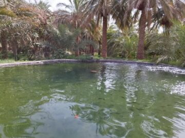 استخرهای خاکی ماهی پروری در سیستان فرصتی برای اشتغال پایدار