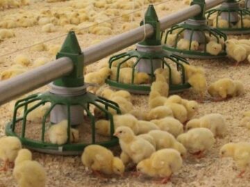 تلاش برای رفع مشکلات مرغداران سمنان؛ افزایش نرخ خرید تضمینی مرغ